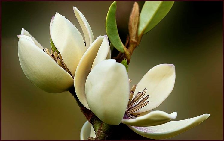 Piante di magnolia: tutto quello che c’è da sapere